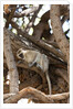 Vervet monkey, Chobe National Park by Anonymous