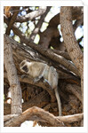 Vervet monkey, Chobe National Park by Anonymous