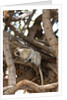 Vervet monkey, Chobe National Park by Anonymous