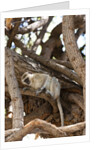 Vervet monkey, Chobe National Park by Anonymous