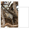 Vervet monkey, Chobe National Park by Anonymous