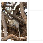 Vervet monkey, Chobe National Park by Anonymous