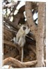 Vervet monkey, Chobe National Park by Anonymous