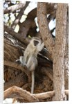 Vervet monkey, Chobe National Park by Anonymous