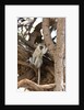 Vervet monkey, Chobe National Park by Anonymous