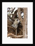 Vervet monkey, Chobe National Park by Anonymous