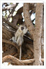 Vervet monkey, Chobe National Park by Anonymous