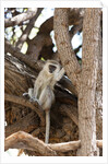 Vervet monkey, Chobe National Park by Anonymous