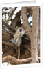 Vervet monkey, Chobe National Park by Anonymous