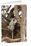 Vervet monkey, Chobe National Park by Anonymous