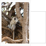 Vervet monkey, Chobe National Park by Anonymous