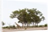 Southern giraffe, Savuti Marsh by Anonymous