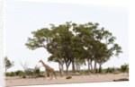 Southern giraffe, Savuti Marsh by Anonymous