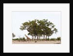 Southern giraffe, Savuti Marsh by Anonymous
