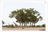 Southern giraffe, Savuti Marsh by Anonymous