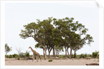 Southern giraffe, Savuti Marsh by Anonymous