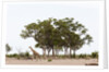 Southern giraffe, Savuti Marsh by Anonymous