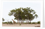 Southern giraffe, Savuti Marsh by Anonymous