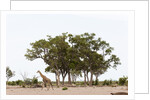 Southern giraffe, Savuti Marsh by Anonymous