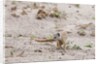 Slender mongoose, Savuti Marsh by Anonymous