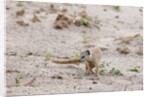 Slender mongoose, Savuti Marsh by Anonymous