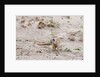 Slender mongoose, Savuti Marsh by Anonymous