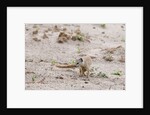 Slender mongoose, Savuti Marsh by Anonymous