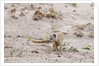 Slender mongoose, Savuti Marsh by Anonymous