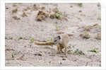 Slender mongoose, Savuti Marsh by Anonymous