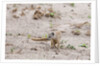 Slender mongoose, Savuti Marsh by Anonymous