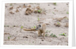 Slender mongoose, Savuti Marsh by Anonymous