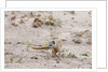 Slender mongoose, Savuti Marsh by Anonymous