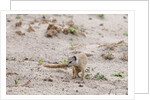Slender mongoose, Savuti Marsh by Anonymous