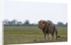 Male lion, Savuti Marsh by Anonymous