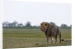 Male lion, Savuti Marsh by Anonymous