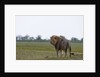 Male lion, Savuti Marsh by Anonymous