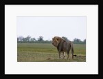 Male lion, Savuti Marsh by Anonymous