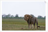 Male lion, Savuti Marsh by Anonymous