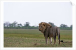 Male lion, Savuti Marsh by Anonymous