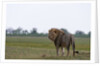 Male lion, Savuti Marsh by Anonymous