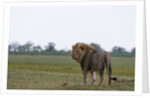 Male lion, Savuti Marsh by Anonymous