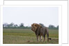 Male lion, Savuti Marsh by Anonymous
