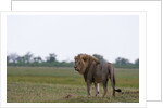 Male lion, Savuti Marsh by Anonymous