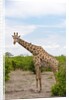 Southern giraffe, Okavango Delta by Anonymous