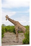 Southern giraffe, Okavango Delta by Anonymous