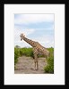 Southern giraffe, Okavango Delta by Anonymous