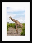 Southern giraffe, Okavango Delta by Anonymous