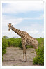 Southern giraffe, Okavango Delta by Anonymous