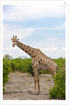 Southern giraffe, Okavango Delta by Anonymous