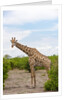 Southern giraffe, Okavango Delta by Anonymous